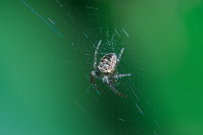Araignée_4530975977_l.jpg