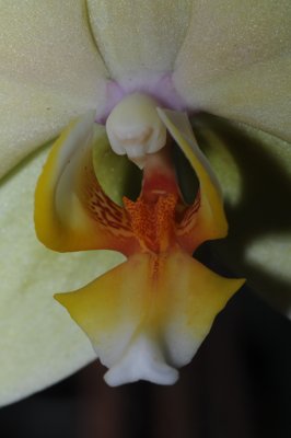Orchidée_4316202063_l.jpg