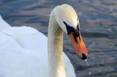cygne_5857492586_l.jpg