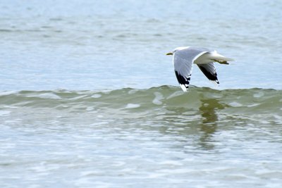 mouette3_6850955848_l.jpg